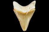 Serrated, Fossil Megalodon Tooth - Florida #110460-1